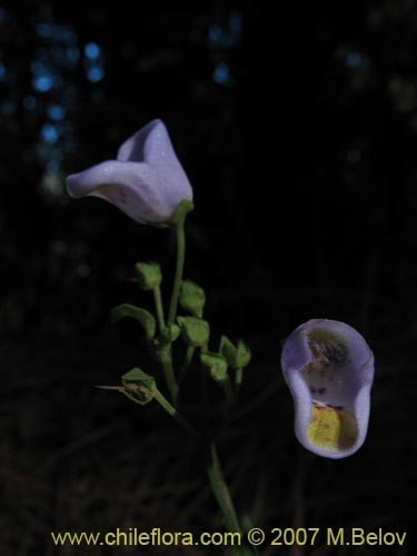 Jovellana punctata的照片