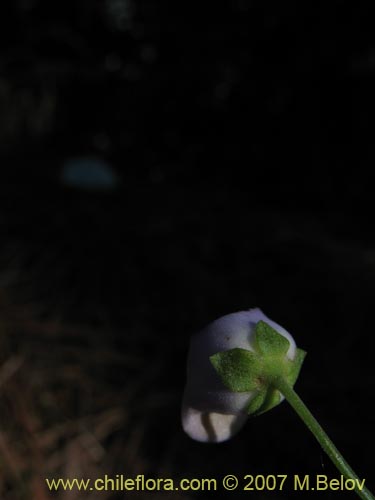 Jovellana punctata的照片