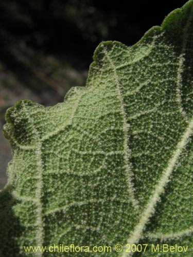Image of Corynabutilon vitifolium (Huella). Click to enlarge parts of image.