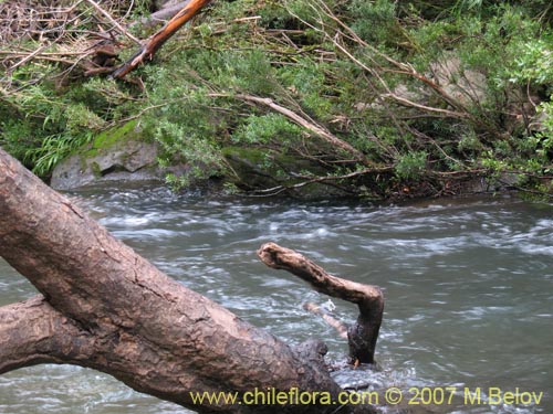 Image of Myrceugenia pinifolia (). Click to enlarge parts of image.