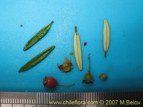 Image of Myrceugenia pinifolia (). Click to enlarge parts of image.