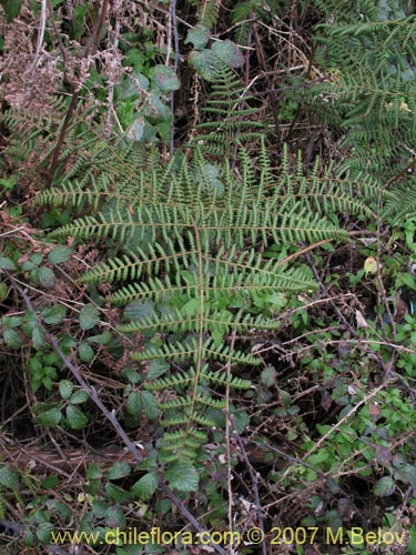 Image of Hypolepis sp. #3195 (). Click to enlarge parts of image.