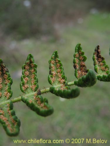 Image of Hypolepis sp. #3195 (). Click to enlarge parts of image.