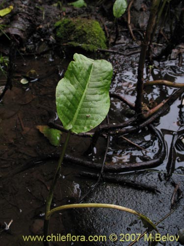 没断定的植物 sp. #1733的照片