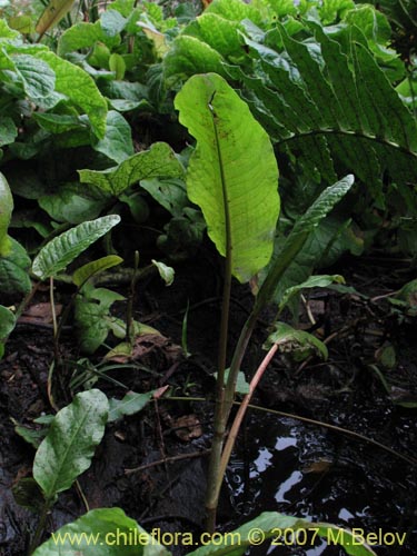 未確認の植物種 sp. #1733の写真