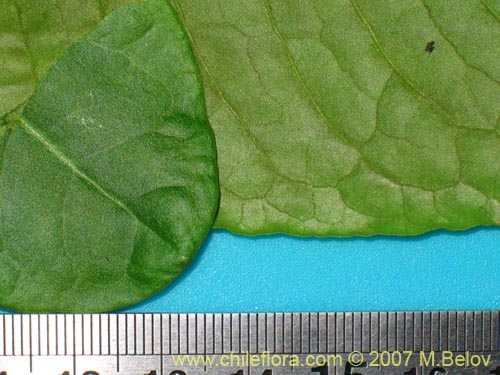 未確認の植物種 sp. #1733の写真