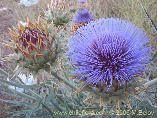 Image of Cynara cardunculus (Cardo penquero / Cardo de castilla). Click to enlarge parts of image.