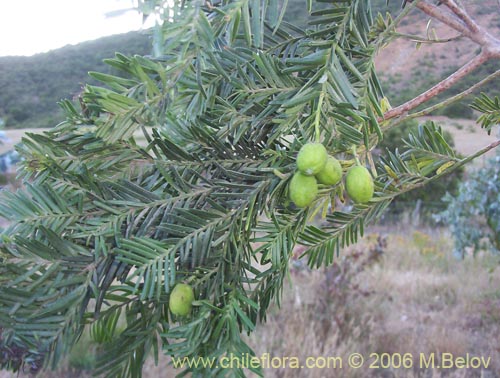 Imágen de Prumnopitys andina (Lleuque / Uva de cordillera). Haga un clic para aumentar parte de imágen.