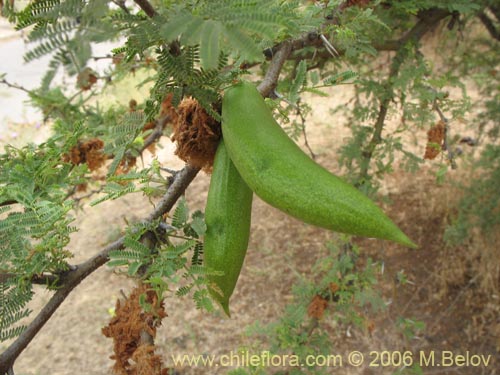 Acacia caven의 사진