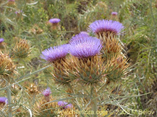 Image of Cynara cardunculus (Cardo penquero / Cardo de castilla). Click to enlarge parts of image.