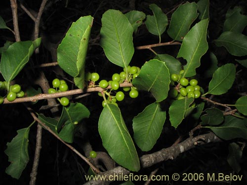 Imágen de Lithrea caustica (Litre). Haga un clic para aumentar parte de imágen.