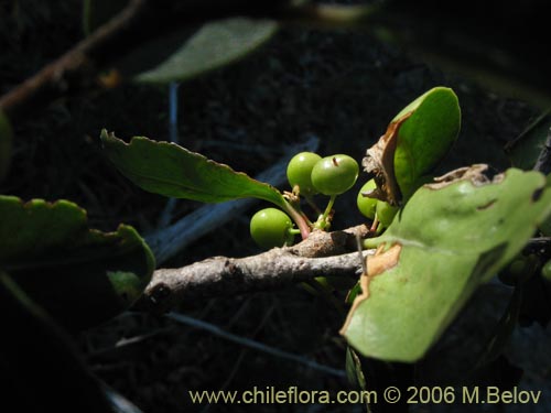 Imágen de Lithrea caustica (Litre). Haga un clic para aumentar parte de imágen.