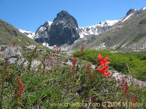 Bild von Rhodophiala splendens (Añañuca esplendorosa). Klicken Sie, um den Ausschnitt zu vergrössern.