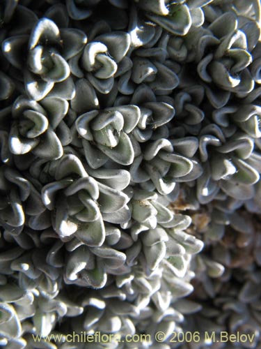 Bild von Lucilia nivea (Lucilia). Klicken Sie, um den Ausschnitt zu vergrössern.