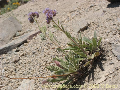 Bild von Phacelia secunda (Flor de la cuncuna). Klicken Sie, um den Ausschnitt zu vergrössern.