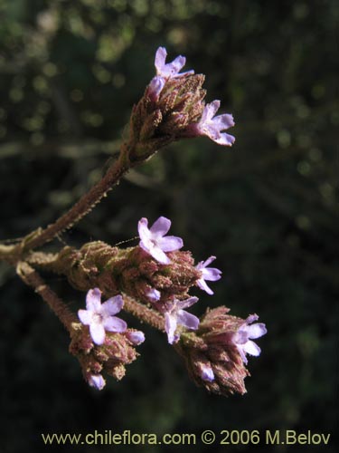 Image of Verbena litoralis (Verbena). Click to enlarge parts of image.