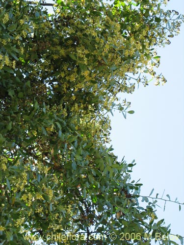 Image of Quillaja saponaria (Quillay). Click to enlarge parts of image.