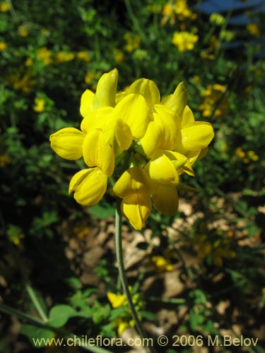 Imágen de Lotus uliginosus (Alfalfa chilota / Lotora). Haga un clic para aumentar parte de imágen.