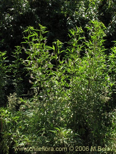 Image of Psoralea glandulosa (Culén / Cule). Click to enlarge parts of image.