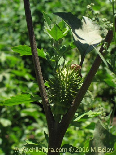 Image of Datura stramonium (Chamico / Miyaya). Click to enlarge parts of image.