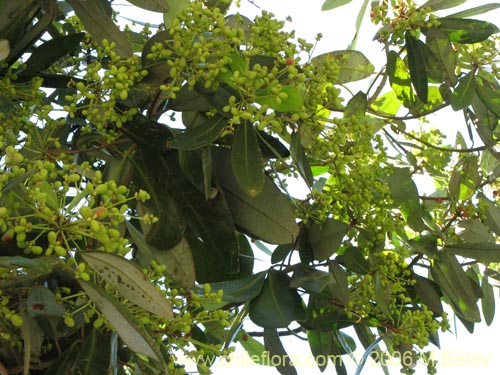 Bild von Drimys winteri (Canelo / Fuñe / Boighe / Boique). Klicken Sie, um den Ausschnitt zu vergrössern.