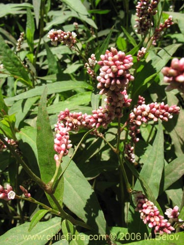 Bild von Polygonum sp. #1580 (). Klicken Sie, um den Ausschnitt zu vergrössern.