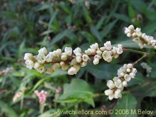 Bild von Polygonum sp. #1580 (). Klicken Sie, um den Ausschnitt zu vergrössern.