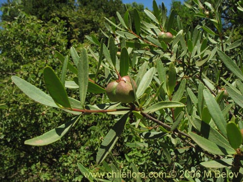 Image of Colliguaja salicifolia (Colliguay / Colihuai). Click to enlarge parts of image.