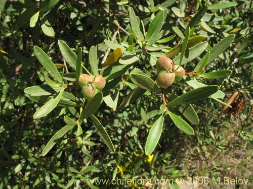 Image of Colliguaja salicifolia (Colliguay / Colihuai). Click to enlarge parts of image.