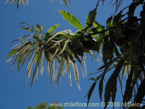 Image of Castanea sativa (). Click to enlarge parts of image.