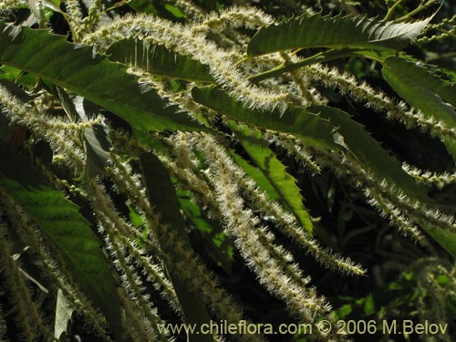 Image of Castanea sativa (). Click to enlarge parts of image.