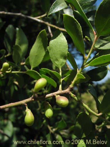 Schinus polygamus의 사진