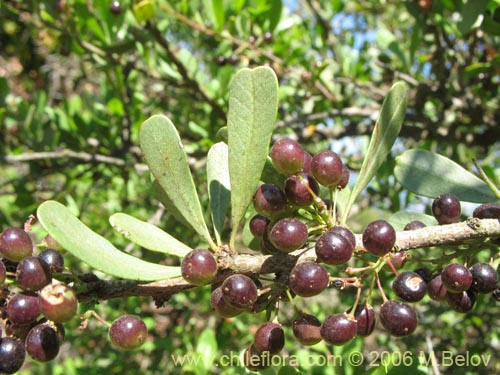 Schinus polygamus의 사진