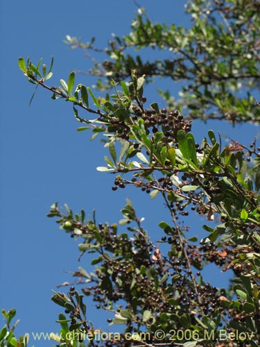 Schinus polygamus의 사진