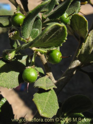Image of Azara dentada (Aromo de Castilla / Corcolén). Click to enlarge parts of image.