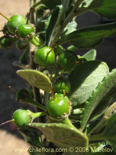 Image of Azara dentada (Aromo de Castilla / Corcolén). Click to enlarge parts of image.