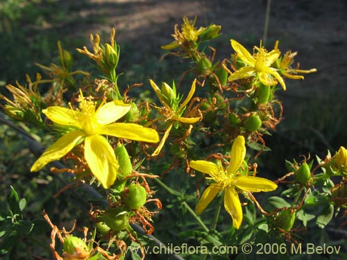 Image of Hypericum perforatum (Hierba de San Juan). Click to enlarge parts of image.