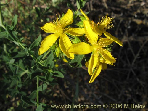 Image of Hypericum perforatum (Hierba de San Juan). Click to enlarge parts of image.