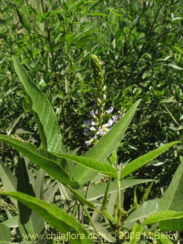 Image of Psoralea glandulosa (Culén / Cule). Click to enlarge parts of image.