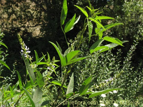 Image of Psoralea glandulosa (Culén / Cule). Click to enlarge parts of image.