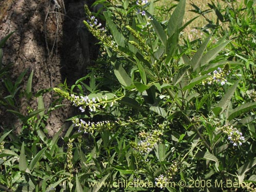 Image of Psoralea glandulosa (Culén / Cule). Click to enlarge parts of image.