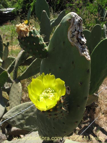 Opuntia ficus-indicaの写真