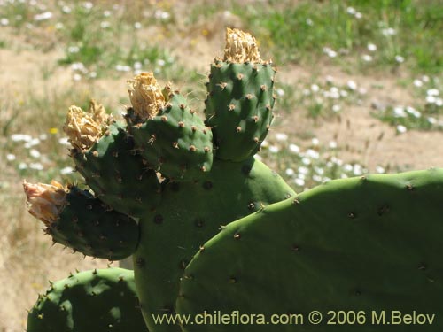 Opuntia ficus-indicaの写真