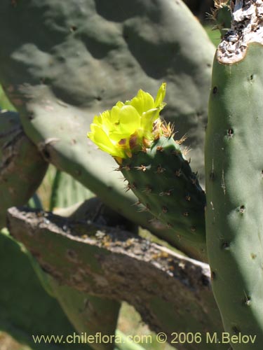 Opuntia ficus-indicaの写真