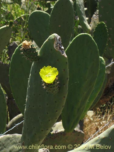 Opuntia ficus-indicaの写真
