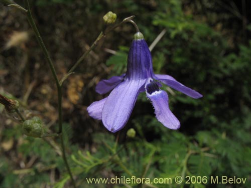 Image of Conanthera trimaculata (Pajarito del campo). Click to enlarge parts of image.