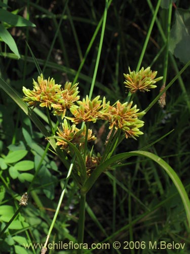Image of Cyperus eragrostis (Cortadera / Lleivun). Click to enlarge parts of image.