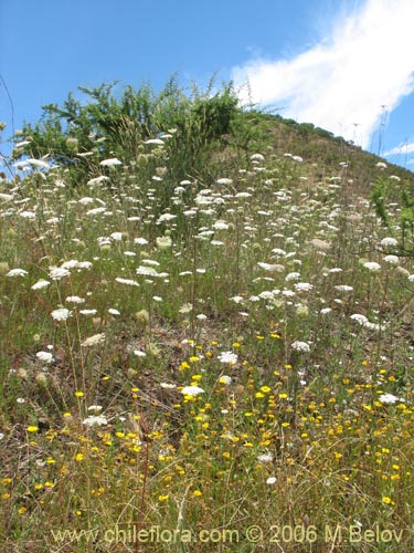 Imágen de Asteraceae sp. #2430 (). Haga un clic para aumentar parte de imágen.