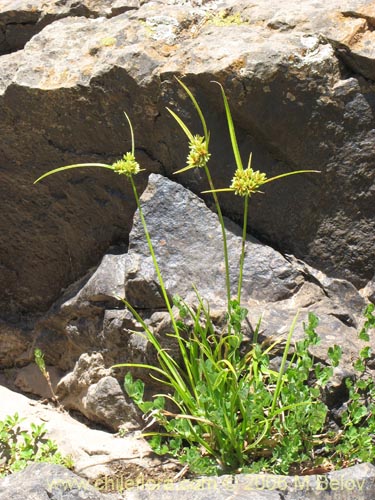 Image of Cyperus eragrostis (Cortadera / Lleivun). Click to enlarge parts of image.