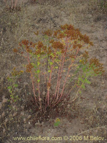 Image of Hypericum perforatum (Hierba de San Juan). Click to enlarge parts of image.